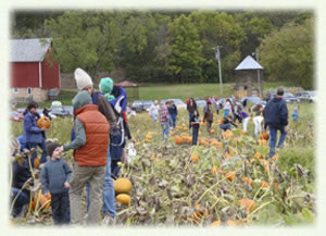 pumpkin pick1